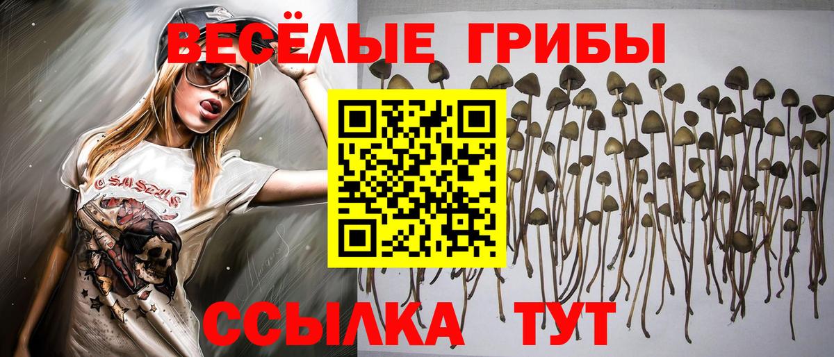Псилоцибиновые грибы Cubensis  Вход с VPN  Псилоцибиновые грибы прущие грибы  Павлово 